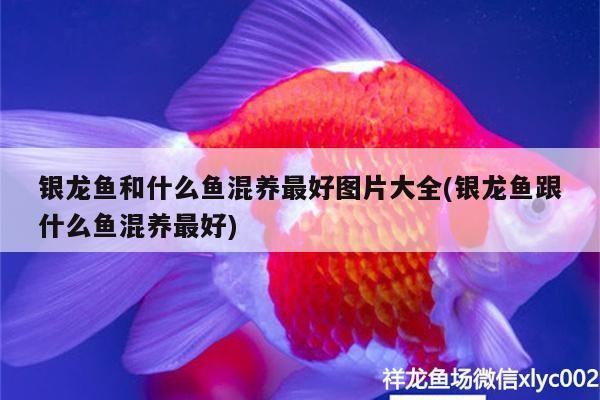銀龍魚和什么魚混養(yǎng)最好圖片大全(銀龍魚跟什么魚混養(yǎng)最好)