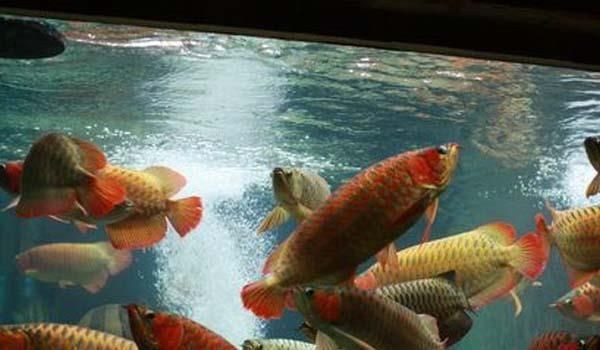 金龍魚和紅龍魚養(yǎng)在一起會打架嗎：金龍魚和紅龍魚養(yǎng)在一起會發(fā)生打架嗎 金龍魚和紅龍魚養(yǎng)在一起會打架嗎：金龍魚和紅龍魚養(yǎng)在一起會發(fā)生打架嗎 紅龍魚百科 第4張