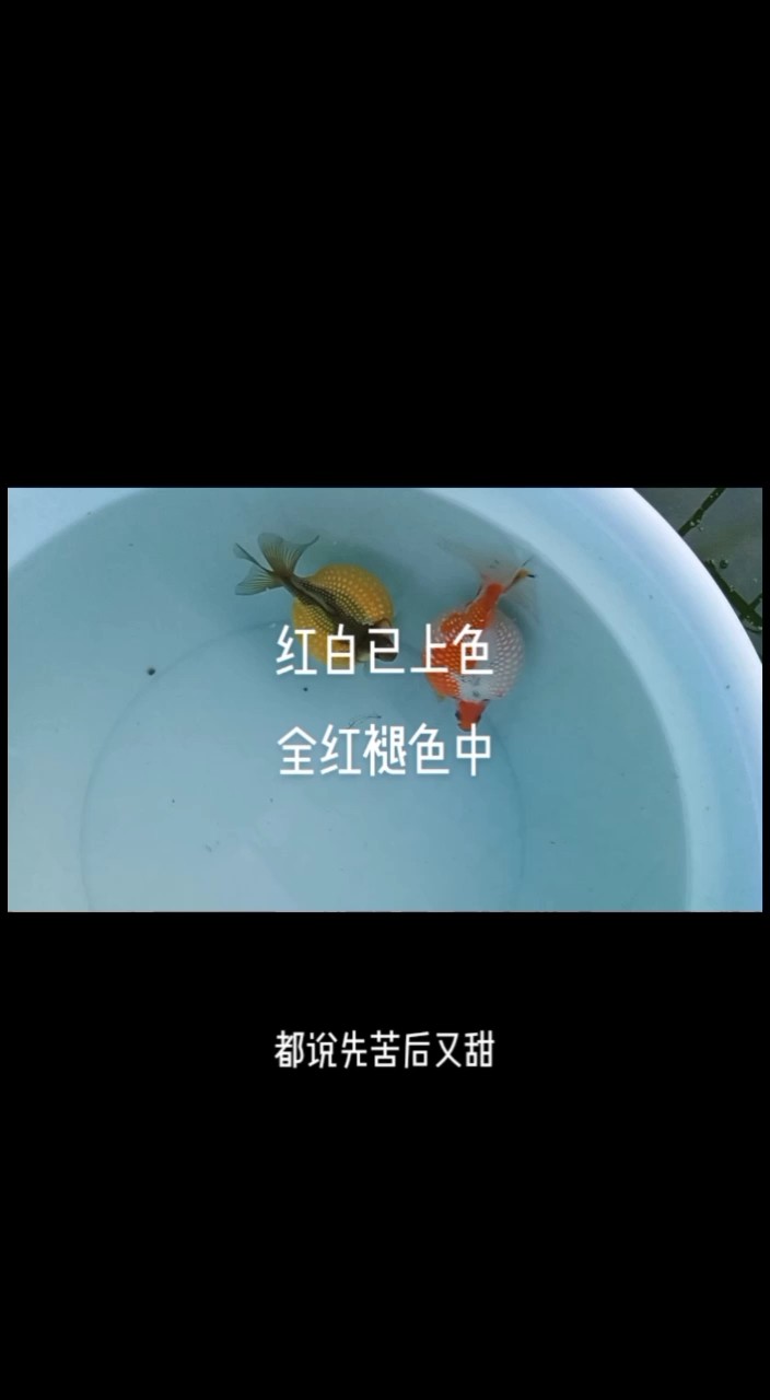 可以長到一斤多