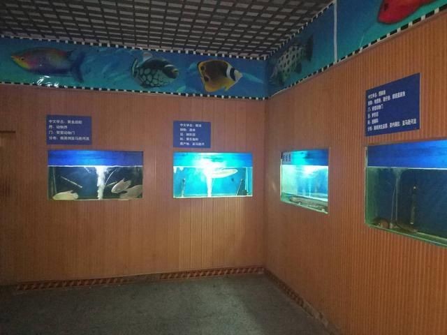 寶雞水族館vs祥龍魚場（寶雞水族館與祥龍魚場各有側重）