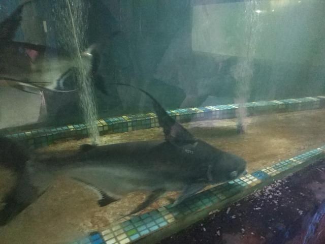 寶雞水族館vs祥龍魚場（寶雞水族館與祥龍魚場各有側重）
