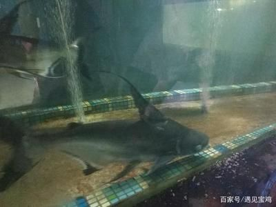寶雞水族館vs祥龍魚場（寶雞水族館與祥龍魚場各有側重）