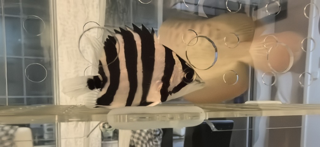 菏澤哪里賣魚缸好一點的地方（長沙的創意家居飾品店有哪些是上了檔次的）