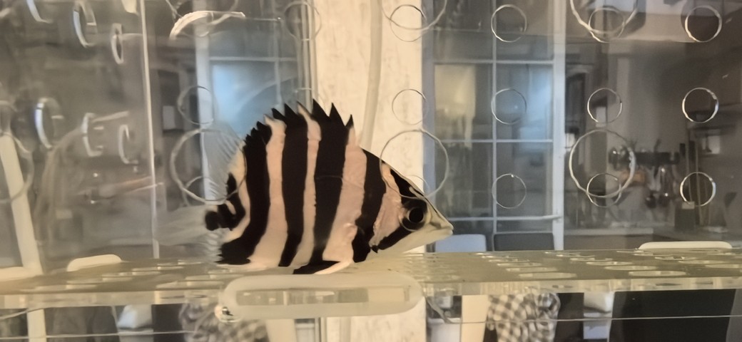 菏澤哪里賣魚缸好一點的地方（長沙的創意家居飾品店有哪些是上了檔次的）