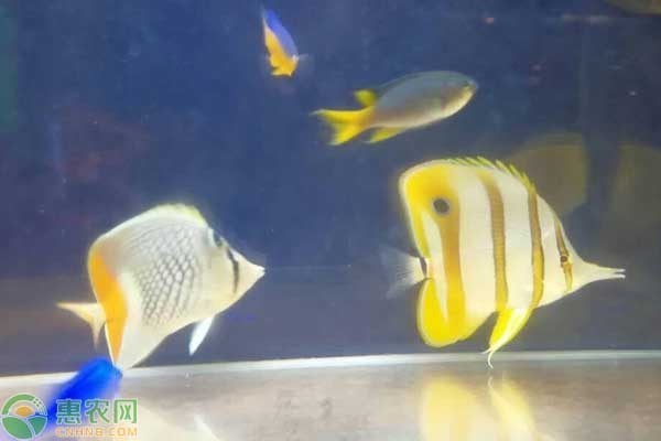 博特水泵好嗎（博特水泵好嗎值得買嗎） 博特水泵好嗎（博特水泵好嗎值得買嗎） 博特水族