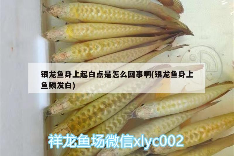魚(yú)缸 銀龍魚(yú)身上起白點(diǎn)是怎么回事啊(銀龍魚(yú)身上魚(yú)鱗發(fā)白) 銀龍魚(yú)百科 銀龍魚(yú)身上起白點(diǎn)是怎么回事啊(銀龍魚(yú)身上魚(yú)鱗發(fā)白) 銀龍魚(yú)身上起白點(diǎn)是怎么回事啊(銀龍魚(yú)身上魚(yú)鱗發(fā)白) 銀龍魚(yú)百科