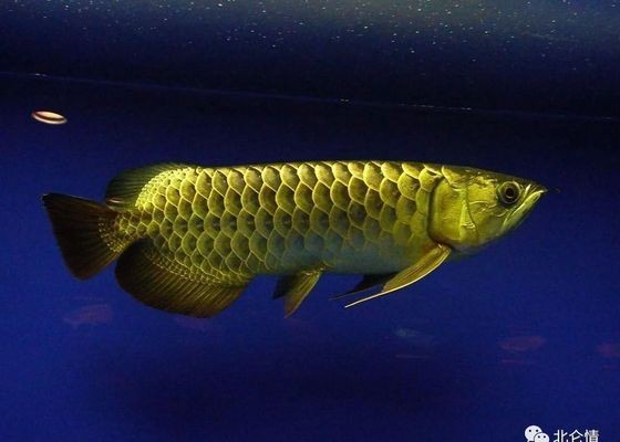天王紅龍魚多少錢：天王紅龍魚風水作用解析天王紅龍魚價格差異性很大
