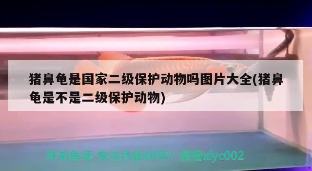 豬鼻龜是國家二級保護動物嗎圖片大全(豬鼻龜是不是二級保護動物)