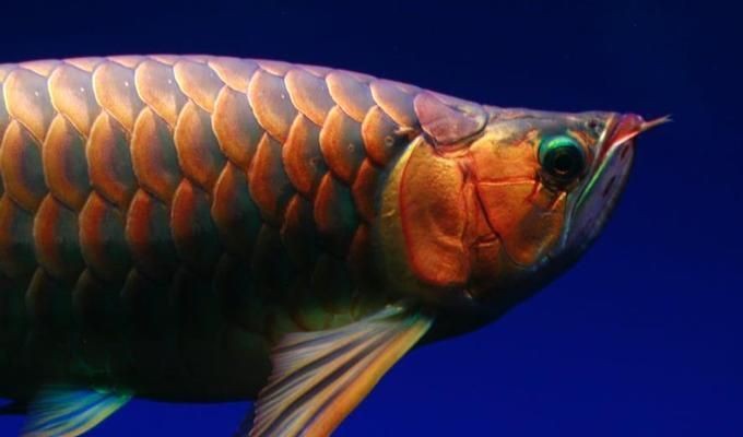 什么叫高背和過背金龍魚圖片區(qū)別：過背金龍魚與高背金龍魚的區(qū)別 什么叫高背和過背金龍魚圖片區(qū)別：過背金龍魚與高背金龍魚的區(qū)別 金龍魚百科 第4張