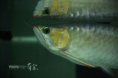 魟魚加鹽死了可以吃嗎有毒嗎：魟魚加鹽死了可以吃嗎