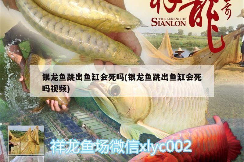 銀龍魚跳出魚缸會死嗎(銀龍魚跳出魚缸會死嗎視頻)