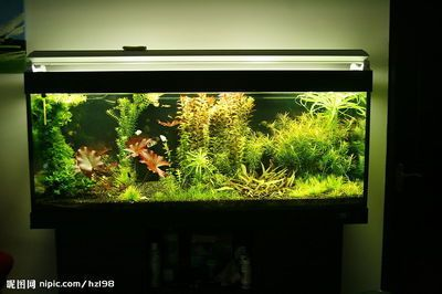 搬運魚缸找哪家？：惠州搬運魚缸搬家服務有限公司為您提供魚缸搬運服務 搬運魚缸找哪家？：惠州搬運魚缸搬家服務有限公司為您提供魚缸搬運服務 魚缸百科 第4張