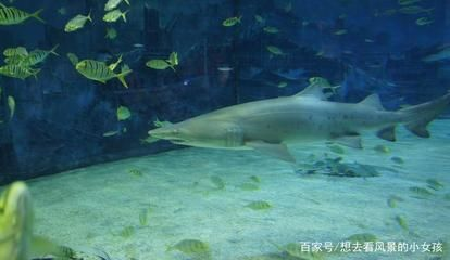 蝙蝠公寓有兩個地址，都位于涼山彝族自治州西昌市：關于蝙蝠公寓的相關信息