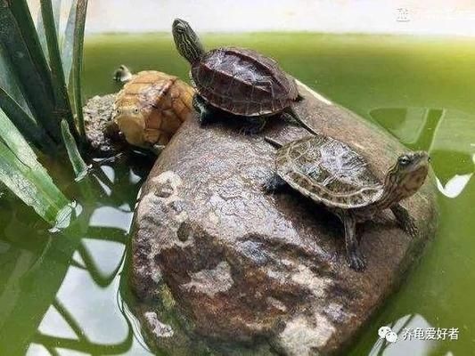 豬鼻龜適合的水溫和水質是什么顏色：豬鼻龜生活環境適宜溫度在25到31攝氏度之間