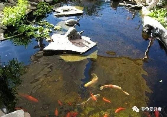 豬鼻龜適合的水溫和水質是什么顏色：豬鼻龜生活環境適宜溫度在25到31攝氏度之間