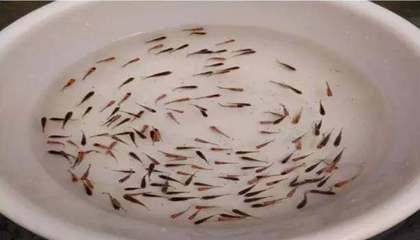 魟魚可以多少天不喂食：魟魚可以多久不喂食