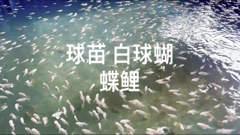 白白胖胖的蝴蝶鯉寶寶