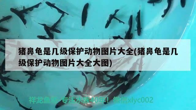 豬鼻龜是幾級保護動物圖片大全(豬鼻龜是幾級保護動物圖片大全大圖)