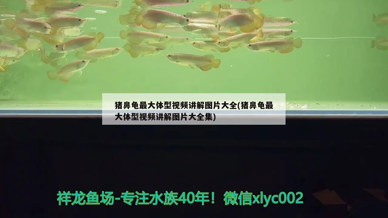 豬鼻龜最大體型視頻講解圖片大全(豬鼻龜最大體型視頻講解圖片大全集)