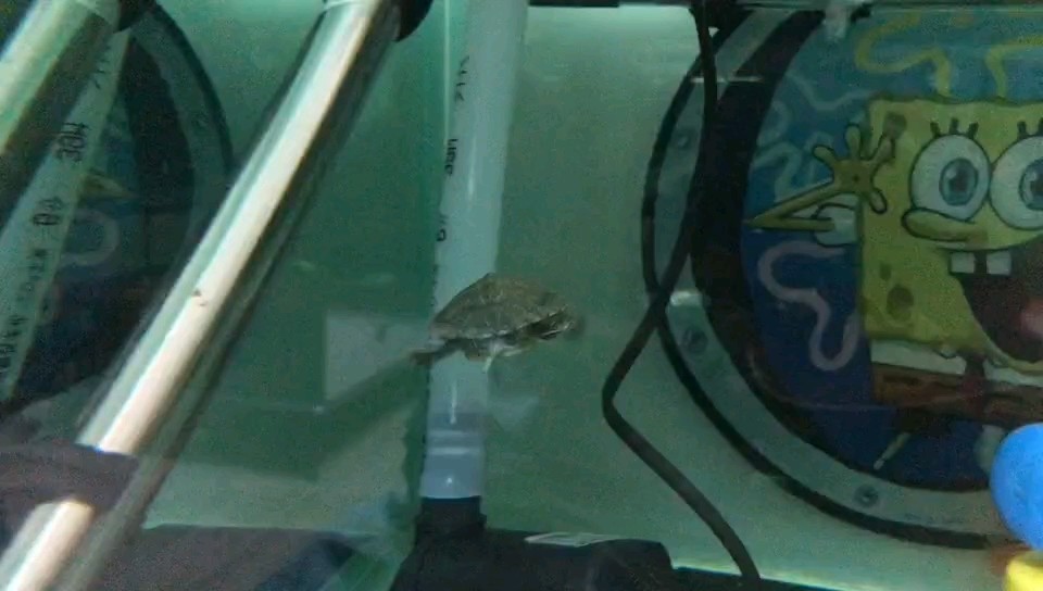 龜 龜 龍魚論壇