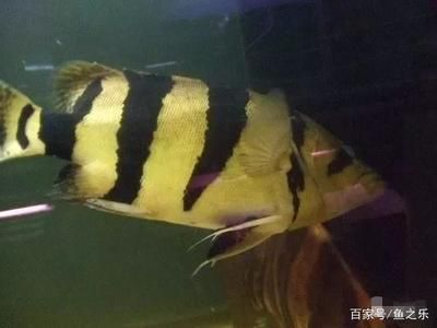 虎魚的眼睛：虎魚的眼睛健康和顏色變化是養魚過程中需要注意的重要方面