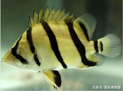 虎魚的眼睛：虎魚的眼睛健康和顏色變化是養魚過程中需要注意的重要方面