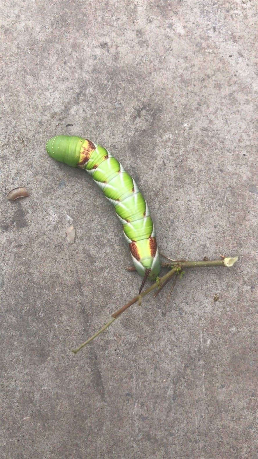 果洛藏族自治州觀賞魚市場博特新出的碳纖維和老漁匠圣盾加熱棒