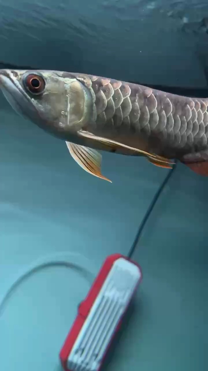 鱗片縫隙有一點黑是什么問題