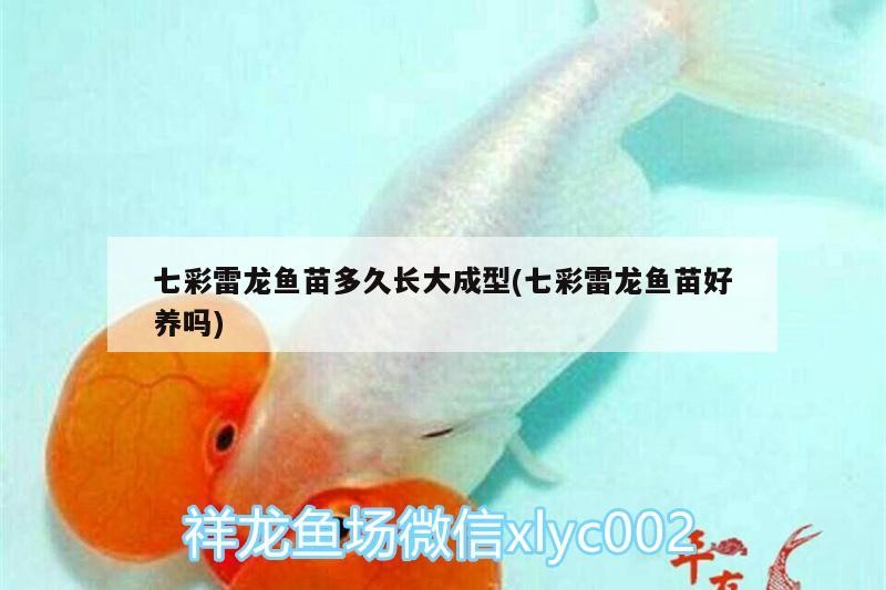 七彩雷龍魚苗多久長大成型(七彩雷龍魚苗好養嗎)