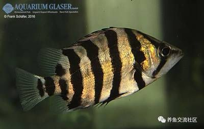 泰國(guó)虎魚(yú)多少錢(qián)一條：泰國(guó)虎魚(yú)價(jià)格多少錢(qián)一條泰國(guó)虎魚(yú)多少錢(qián)一條
