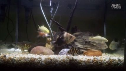 印尼虎和什么魚(yú)混養(yǎng)好：印尼虎與什么魚(yú)混養(yǎng)好 印尼虎和什么魚(yú)混養(yǎng)好：印尼虎與什么魚(yú)混養(yǎng)好 虎魚(yú)百科 第2張