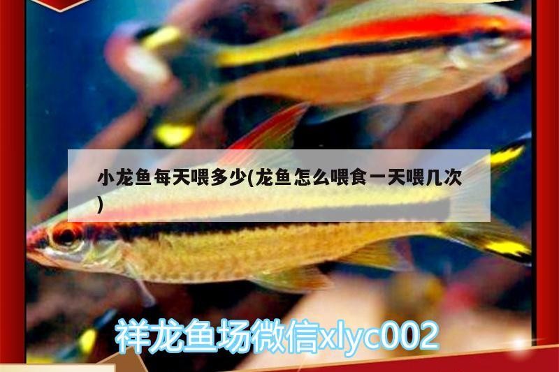 小龍魚每天喂多少(龍魚怎么喂食一天喂幾次) 小龍魚每天喂多少(龍魚怎么喂食一天喂幾次) 魚缸百科