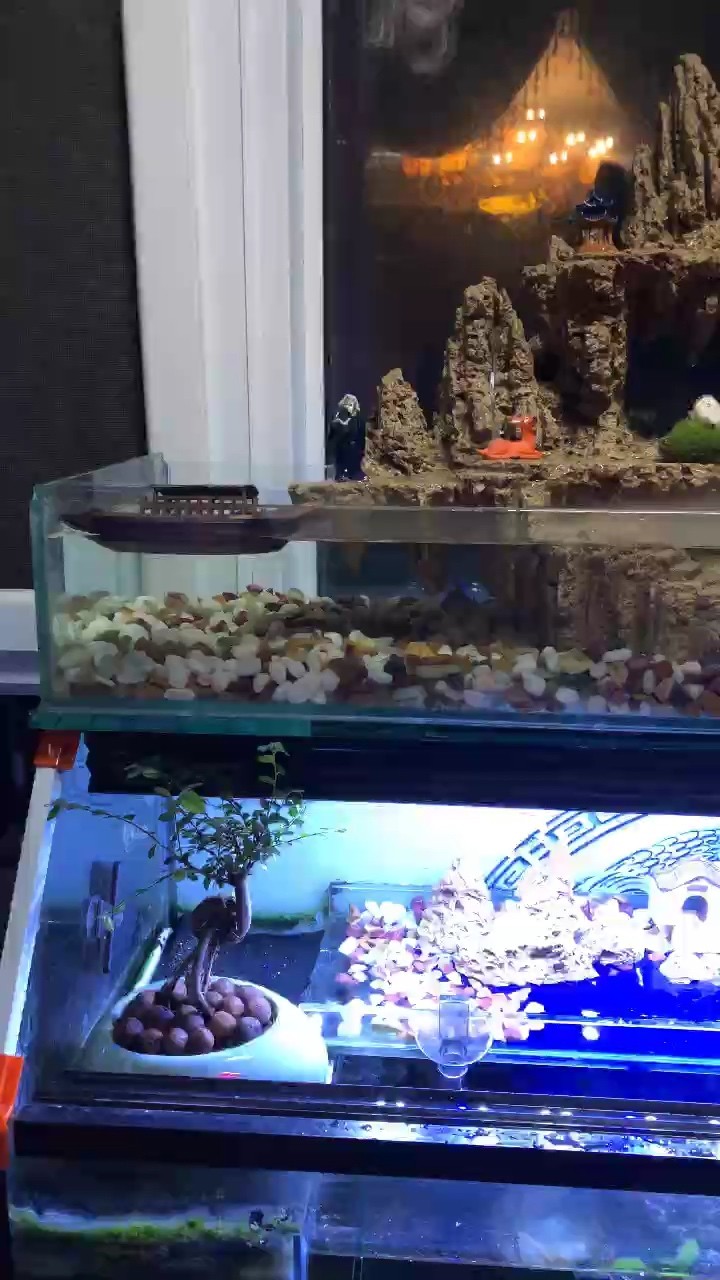 自制溪流缸