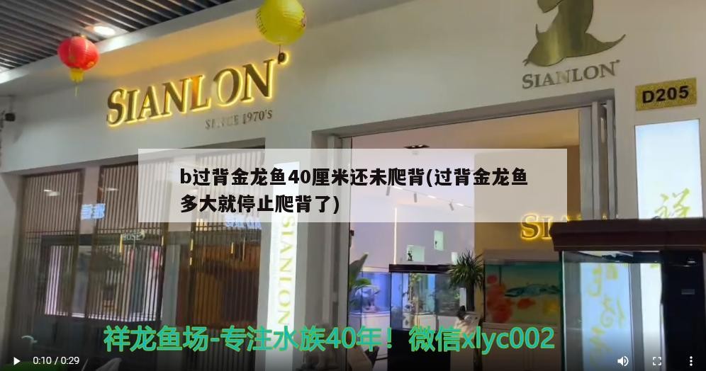 b過背金龍魚40厘米還未爬背(過背金龍魚多大就停止爬背了)