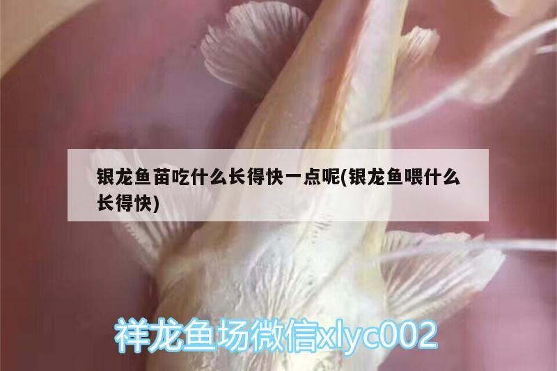 銀龍魚(yú)苗吃什么長(zhǎng)得快一點(diǎn)呢(銀龍魚(yú)喂什么長(zhǎng)得快)