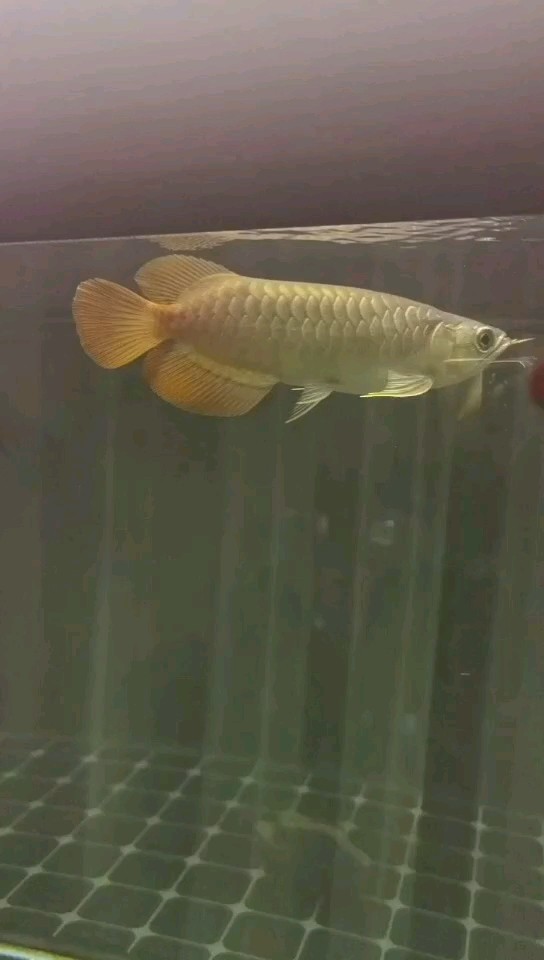 小龍魚 今天入缸滿月了