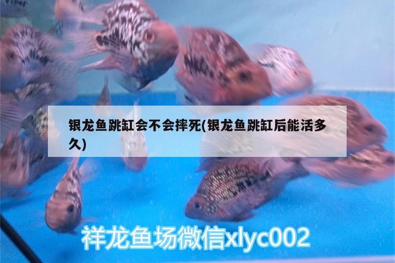 銀龍魚跳缸會不會摔死(銀龍魚跳缸后能活多久)