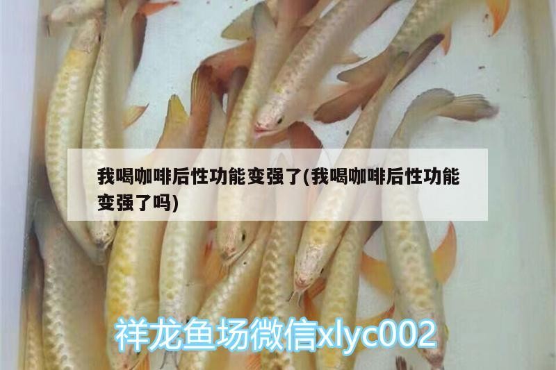 我喝咖啡后性功能變強了(我喝咖啡后性功能變強了嗎) 我喝咖啡后性功能變強了(我喝咖啡后性功能變強了嗎) 馬來西亞咖啡