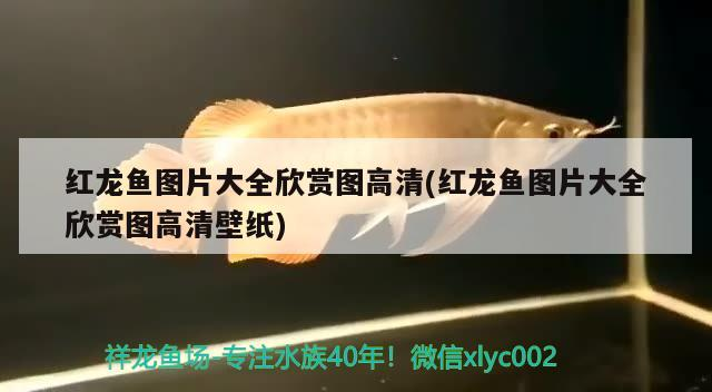 橋西區(qū)聚波觀賞魚店 全國水族館企業(yè)名錄 第1張 橋西區(qū)聚波觀賞魚店 橋西區(qū)聚波觀賞魚店 全國水族館企業(yè)名錄 第1張