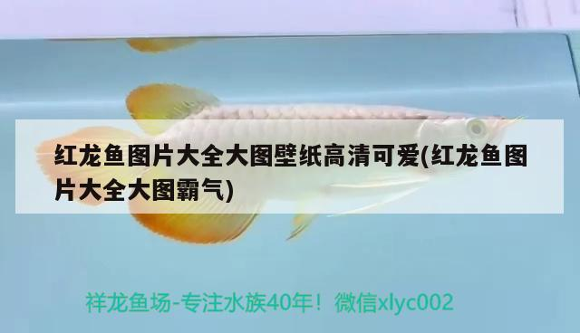 紅龍魚圖片大全大圖壁紙高清可愛(紅龍魚圖片大全大圖霸氣) 紅龍魚圖片大全大圖壁紙高清可愛(紅龍魚圖片大全大圖霸氣) iwish愛唯希品牌魚缸