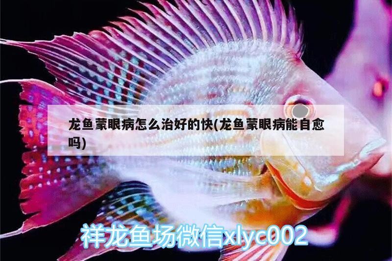 龍魚干蝦有營養嗎 龍魚蒙眼病怎么治好的快(龍魚蒙眼病能自愈嗎) 魟魚百科 龍魚蒙眼病怎么治好的快(龍魚蒙眼病能自愈嗎) 龍魚蒙眼病怎么治好的快(龍魚蒙眼病能自愈嗎) 魟魚百科
