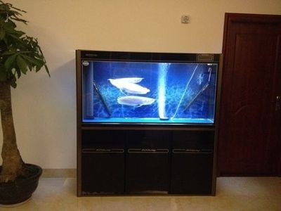 60魚缸一個人搬：60魚缸可以一個人搬動嗎魚缸搬運技巧搬運技巧 60魚缸一個人搬：60魚缸可以一個人搬動嗎魚缸搬運技巧搬運技巧 魚缸百科 第2張
