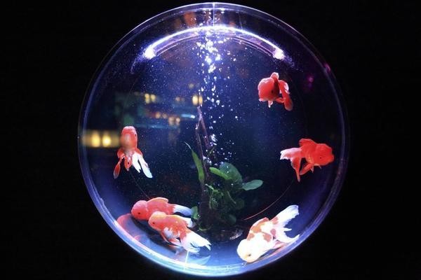 博特水泵哪里生產的（博特水泵哪里生產的好）