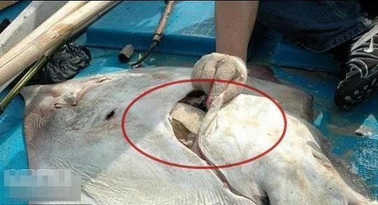 魟魚肚子塌陷：魟魚肚子塌陷可能是由于多種原因引起的