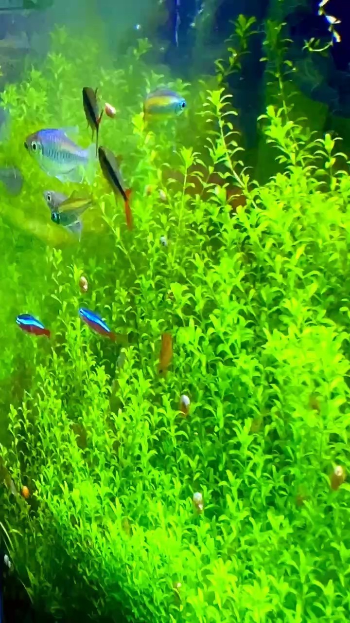 一片綠 一片綠 龍魚論壇