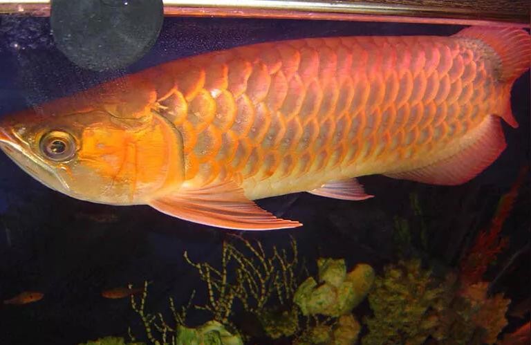 藍(lán)底金頭過(guò)背金龍魚:金龍如何養(yǎng)成藍(lán)底