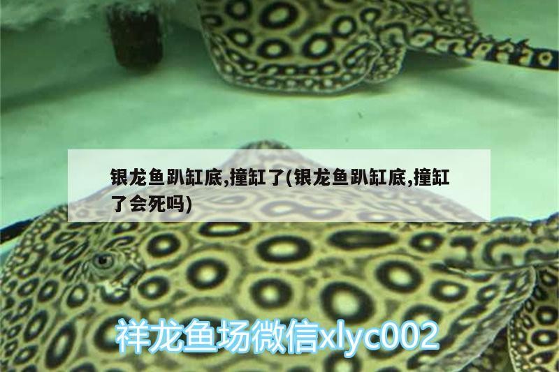 銀龍魚趴缸底,撞缸了(銀龍魚趴缸底,撞缸了會死嗎) 銀龍魚趴缸底,撞缸了(銀龍魚趴缸底,撞缸了會死嗎) 銀龍魚百科