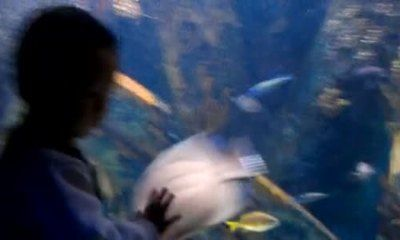樂山水族館vs祥龍魚場（樂山水族館與祥龍魚場有什么區別？）