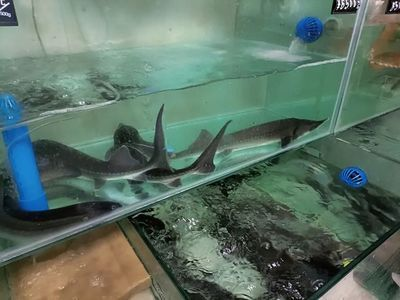 樂山水族館vs祥龍魚場（樂山水族館與祥龍魚場有什么區別？）