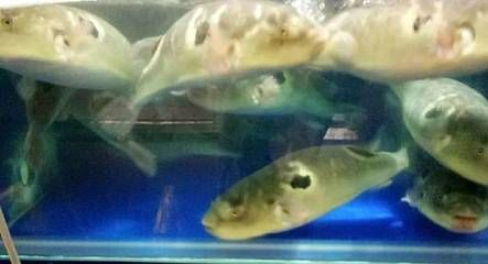 樂山水族館vs祥龍魚場（樂山水族館與祥龍魚場有什么區別？）
